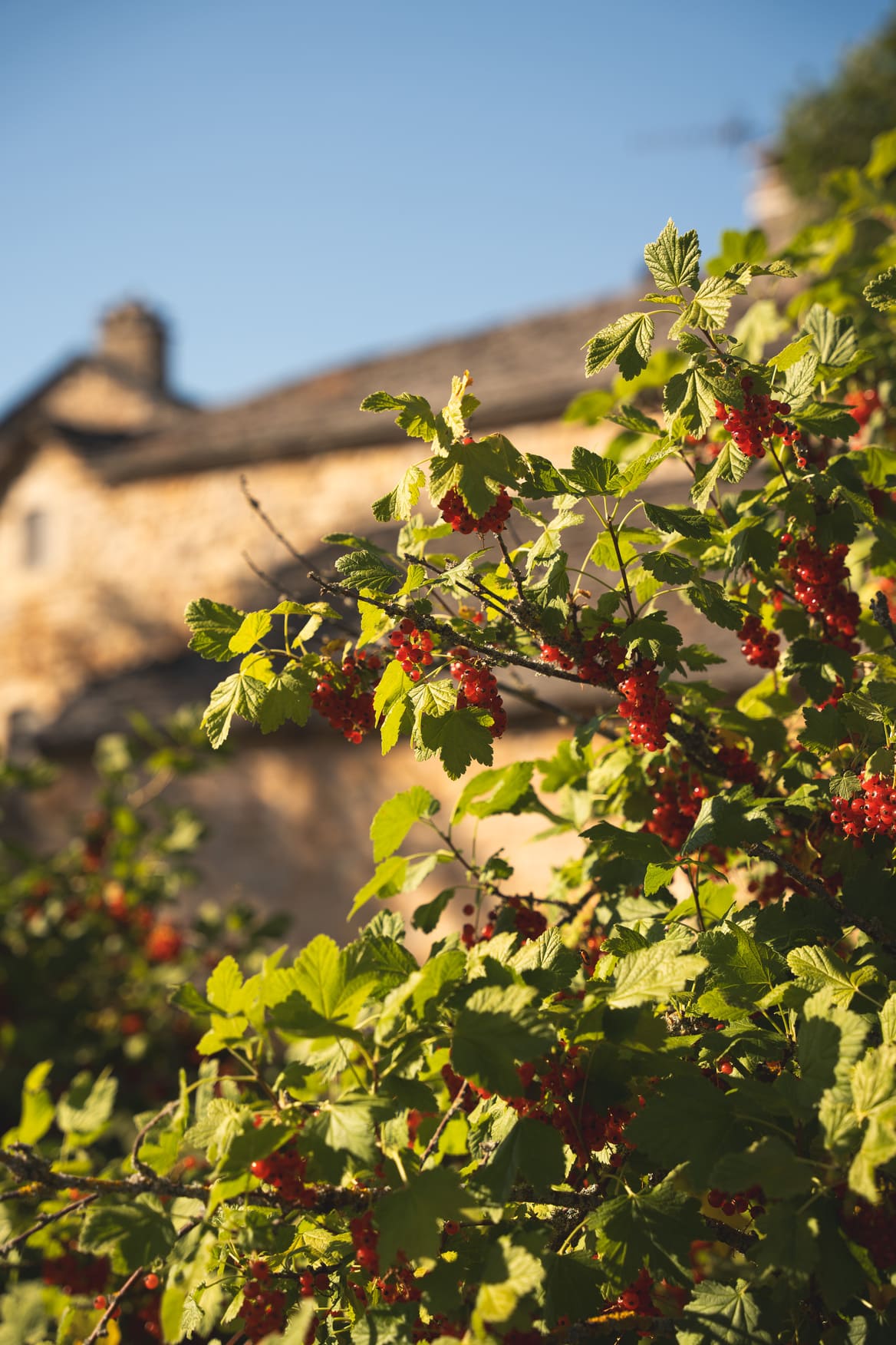 domaine-de-la-vialette-exterieur-groseille
